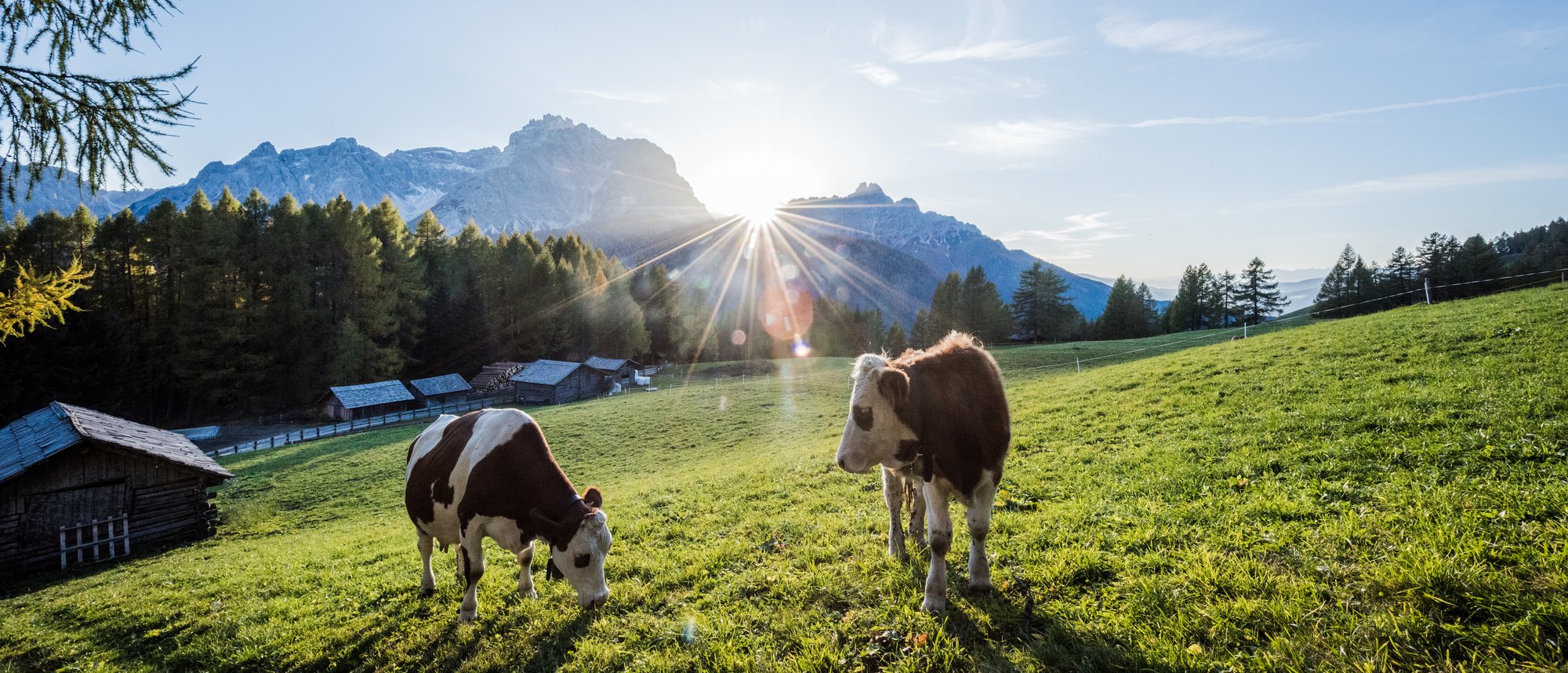 Interactive trail at Sexten. Picture of cows in a meadow.