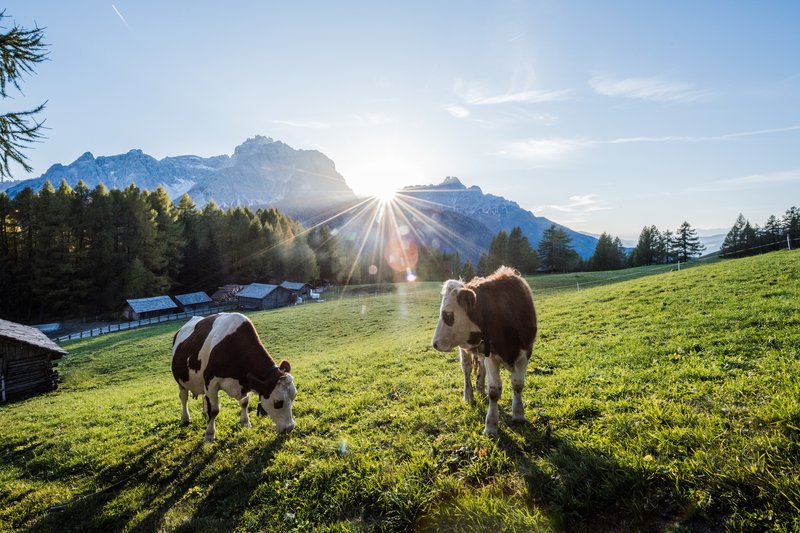 Suggerimenti esclusivi per i vostri tour Immagine di mucche in un prato.