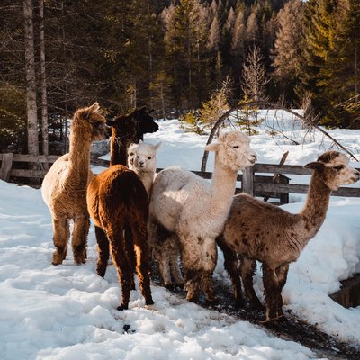 Ihr Familienresort in Südtirol Sechs Alpakas stehen im Schnee vor einem Holzzaun und Wald