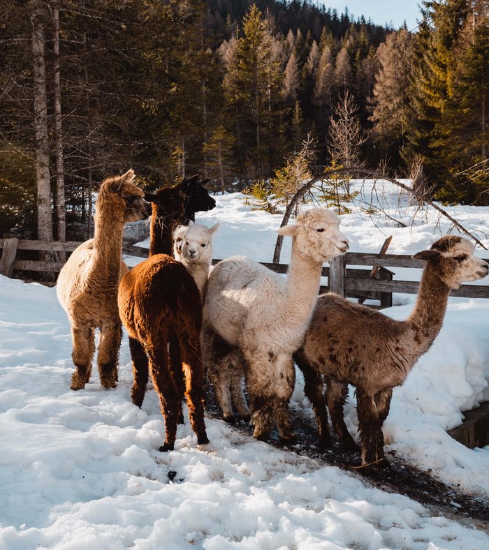 Stay at the Rainer: Family holidays in the Dolomites! Six alpacas standing in snow by a wooden fence and forest