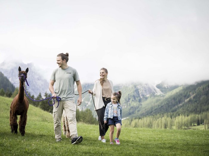 Family with child and llama walking on green meadow in the mountains