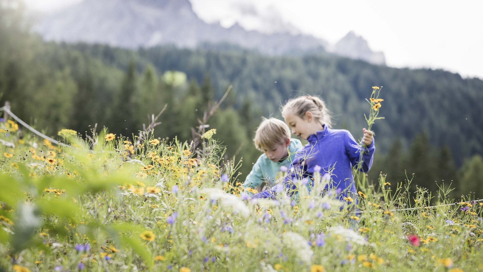 Ihr Familienresort in Südtirol Zwei Kinder pflücken Blumen auf einer Bergwiese voller bunter Blumen