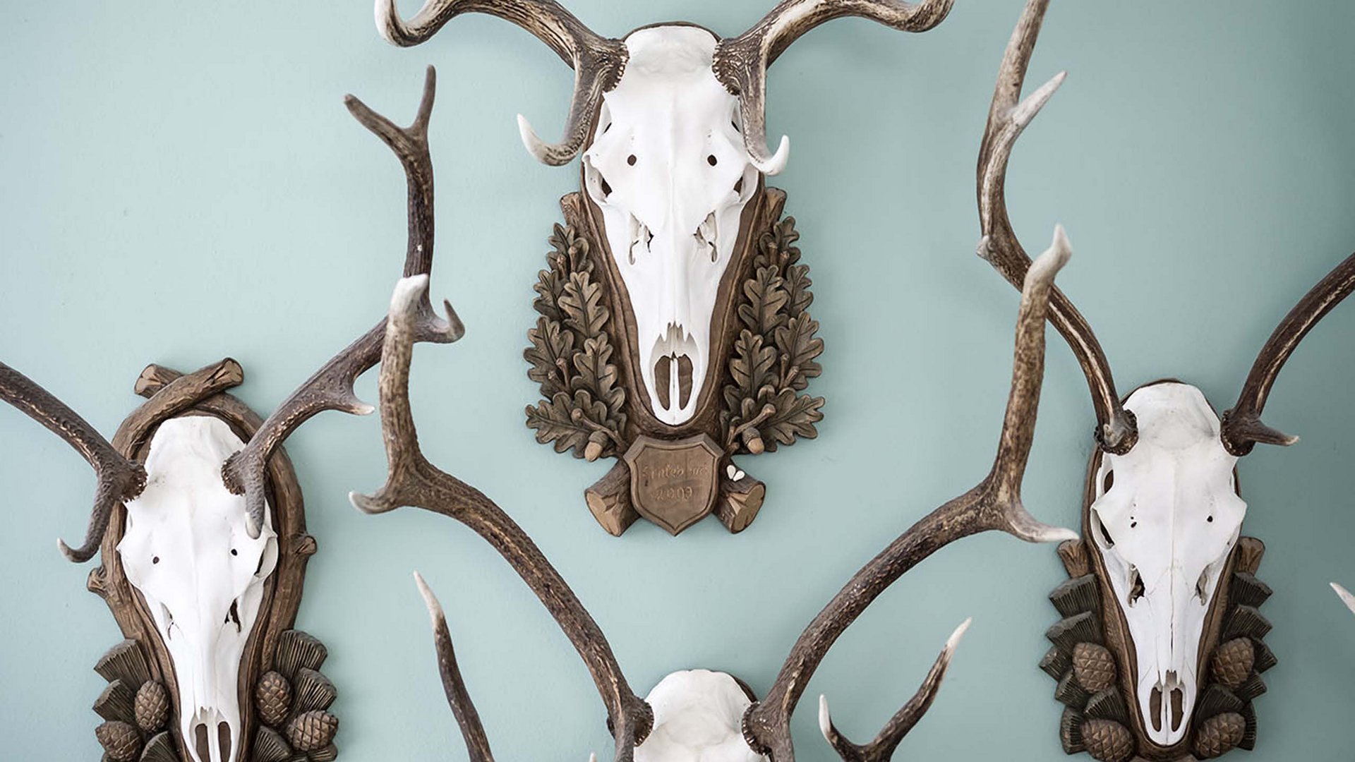 Residence Königswarte Strata Più teschi di cervo montati su una parete azzurra chiaro