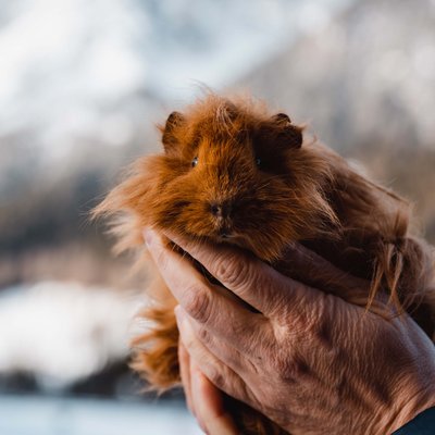 Ihr Familienresort in Südtirol Hand hält ein langhaariges braunes Meerschweinchen vor Berglandschaft