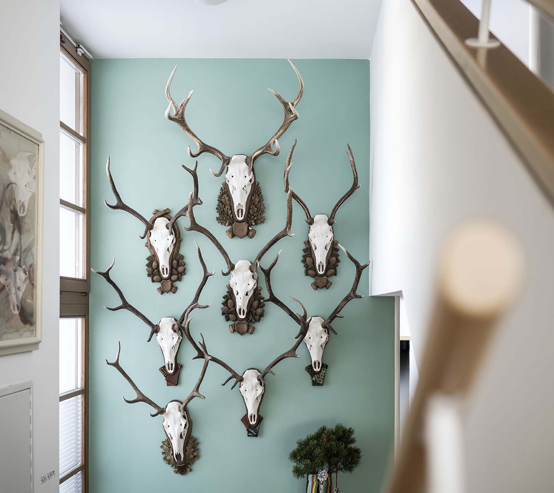 Scheda struttura - Residence Königswarte Strata Trofei di caccia con corna appese a parete azzurra sopra un comò