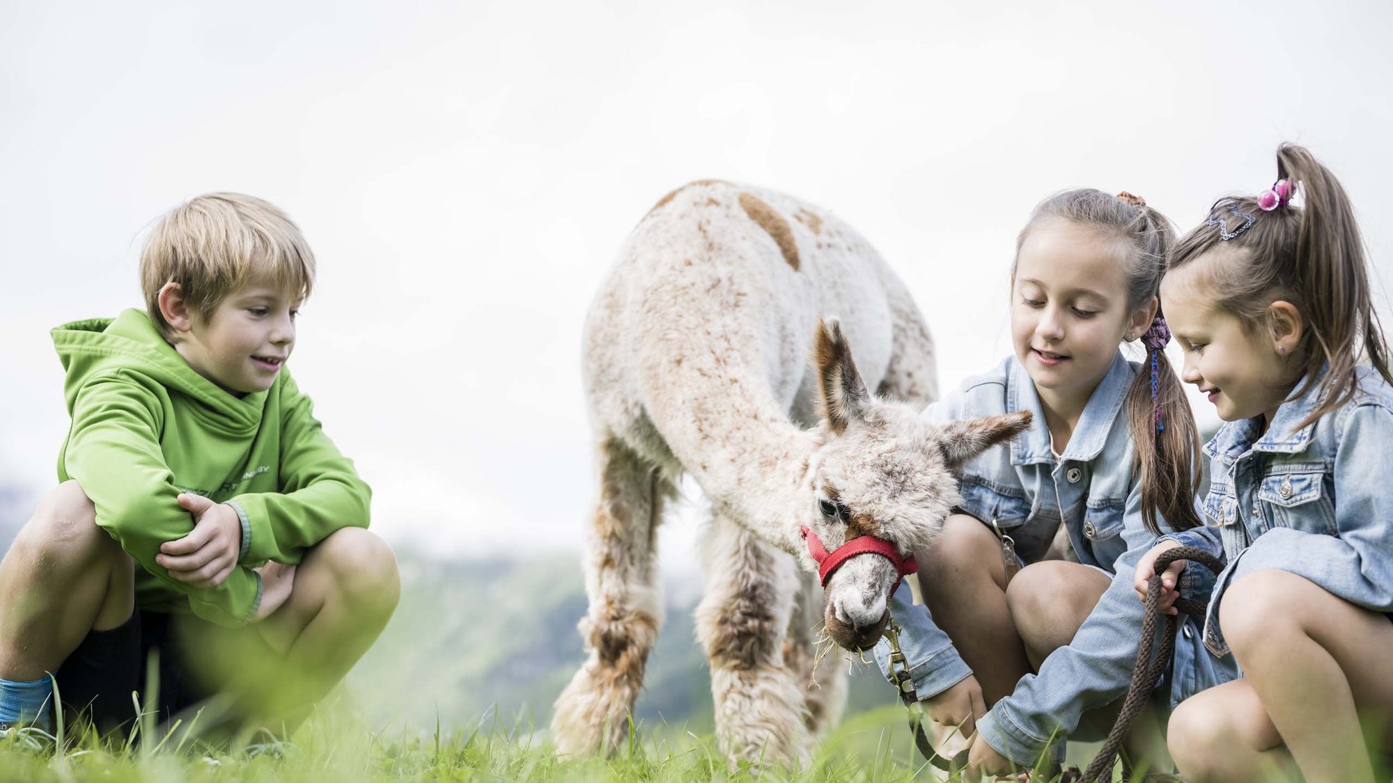 Ihr Familienresort in Südtirol Drei Kinder schauen ein Lama an, das Gras frisst auf einer Wiese
