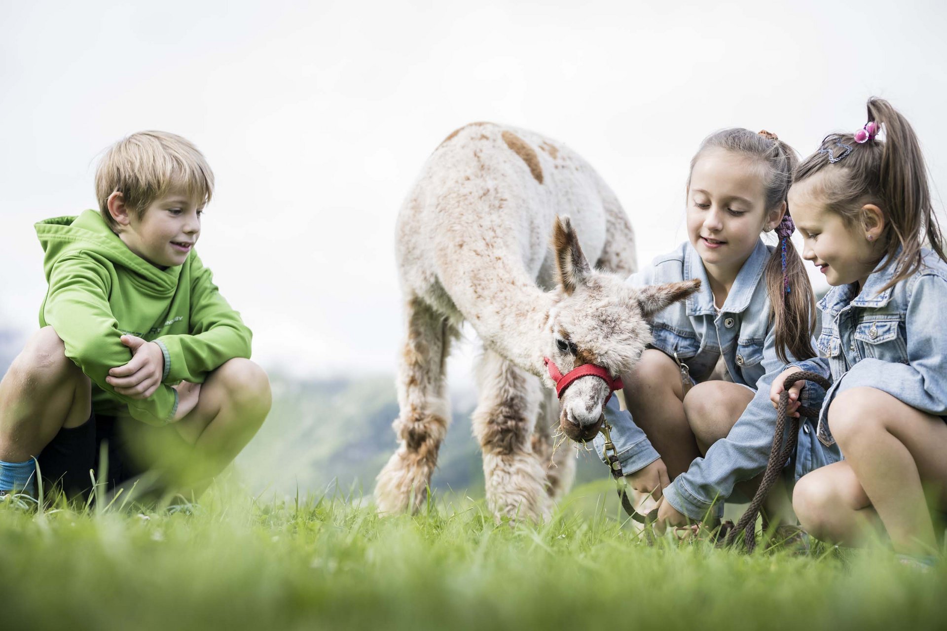 Ihr Familienresort in Südtirol Drei Kinder schauen ein Lama an, das Gras frisst auf einer Wiese