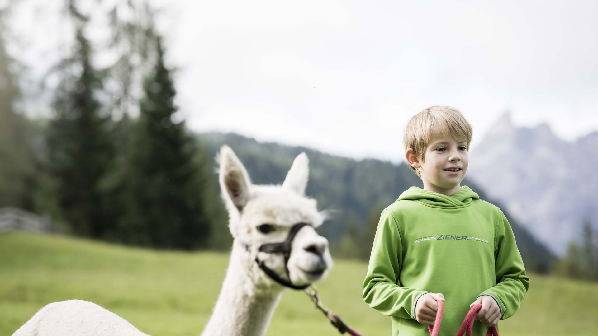Qualche immagine del Rainer Bambino conduce un lama bianco in un prato verde con montagne sullo sfondo