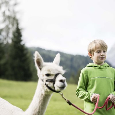 Ihr Familienresort in Südtirol Junge führt ein weißes Lama auf einer grünen Wiese mit Bergen im Hintergrund