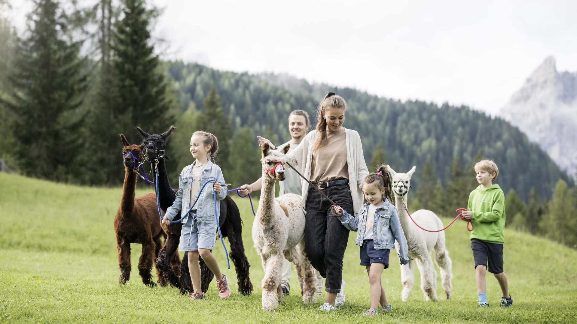 Qualche immagine del Rainer Famiglia che cammina con quattro alpaca in un paesaggio montano verde