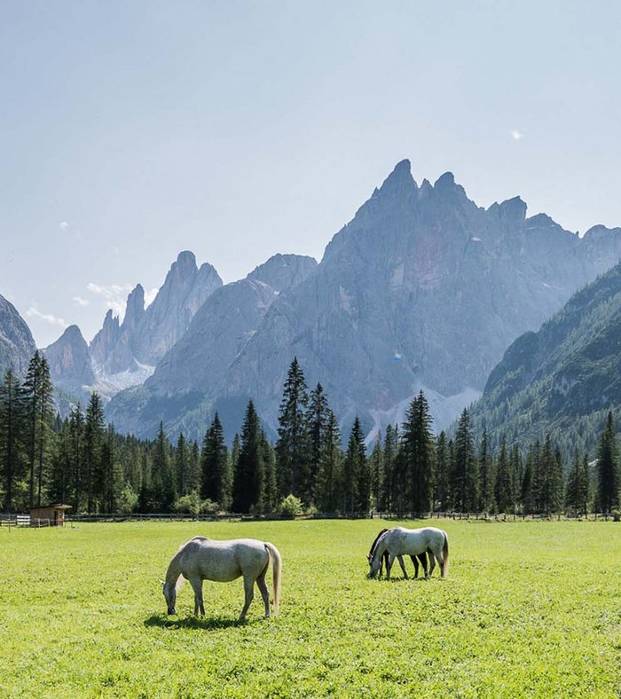 Sights around Sexten White horses grazing on green meadow with forested mountains in the valley